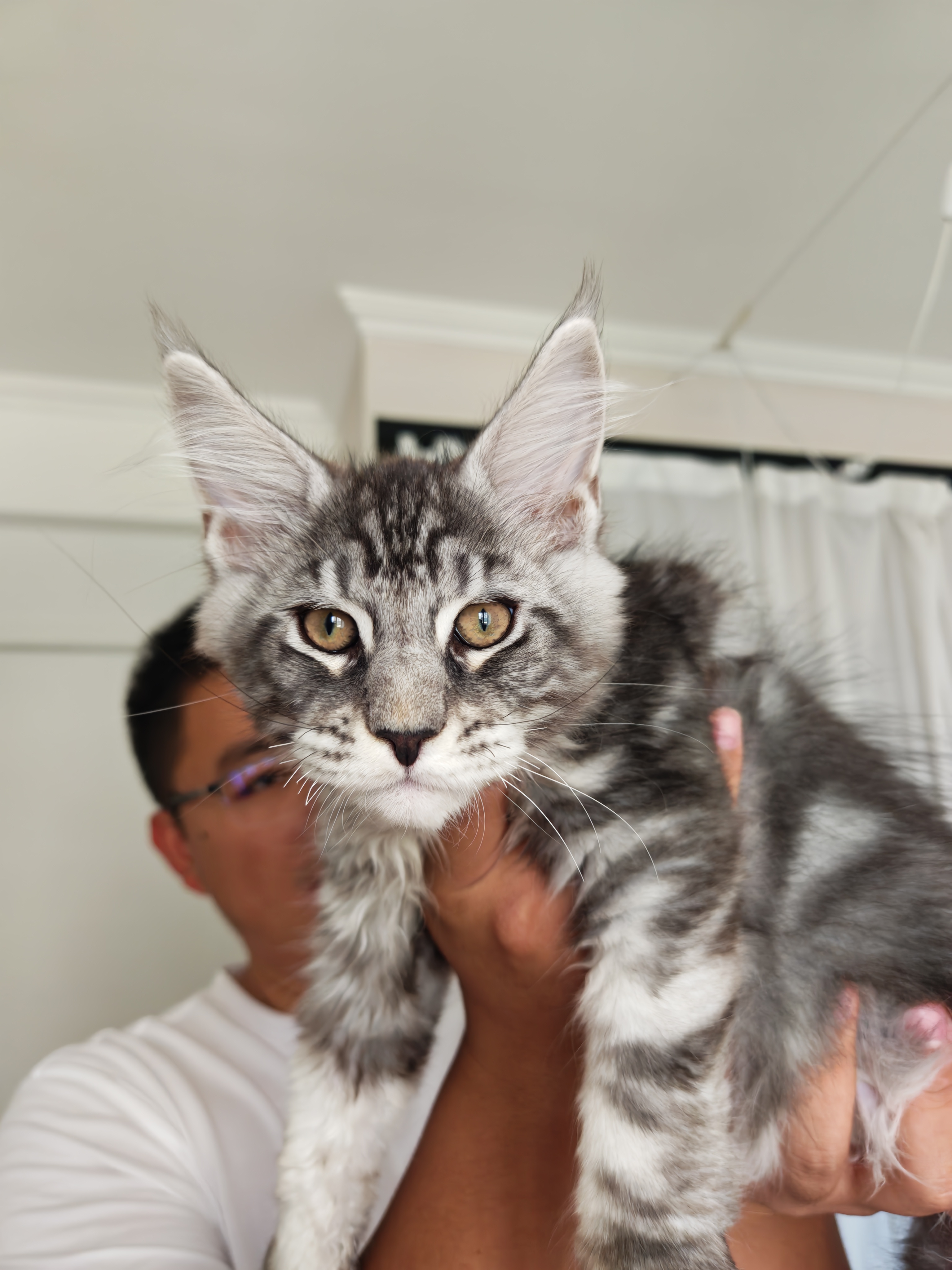 家养的缅因猫，性格满分，欢迎砍价